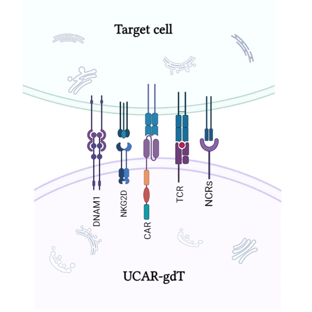 eUCAR-gdT?
